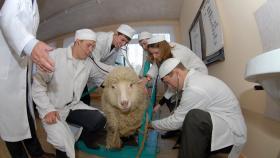 Эксперт о пути решения проблемы кадрового голода в АПК 